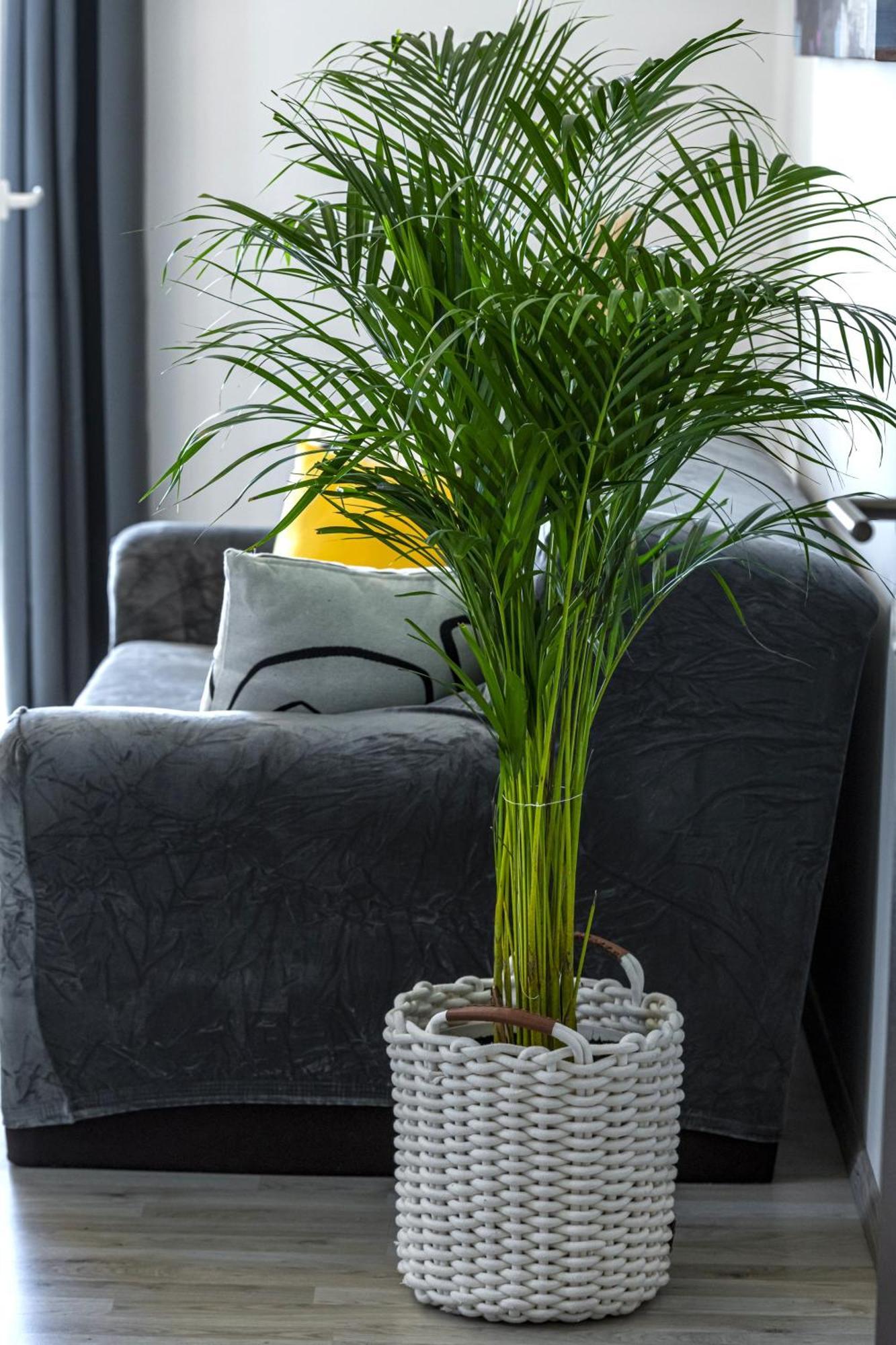 Apartments Lea Кавтат Екстериор снимка